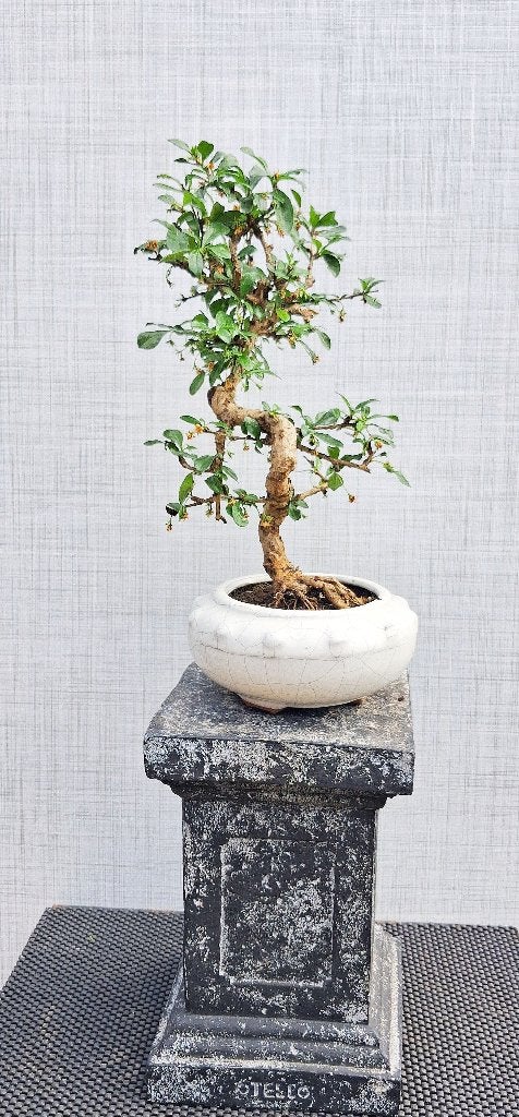 1 Carmona Macrophylla Bonsai- Fukien Thee Bonsai, In pot, Halfschaduw, Minder dan 100 cm, Zomer