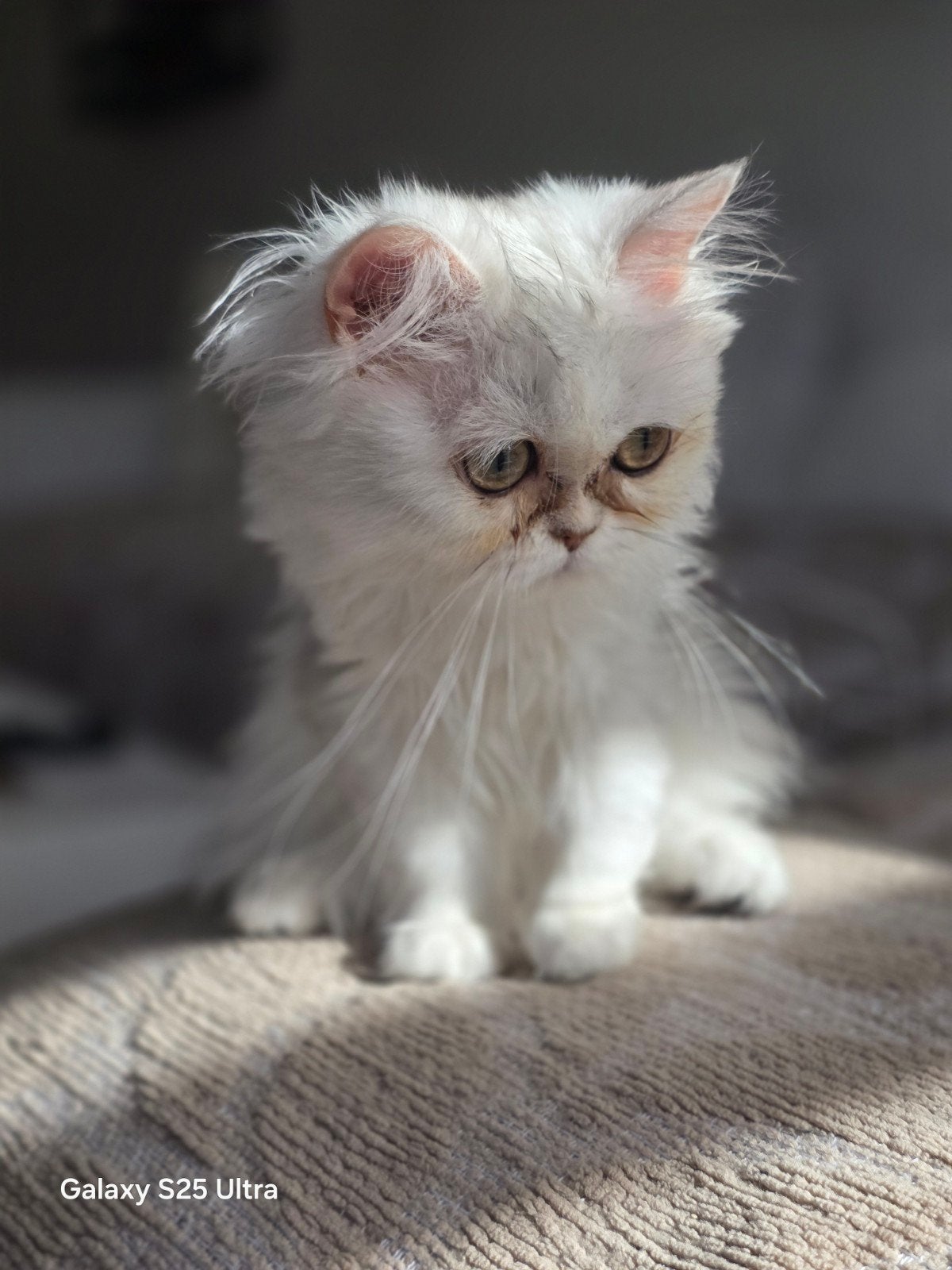 Perzische ras kat, Poes