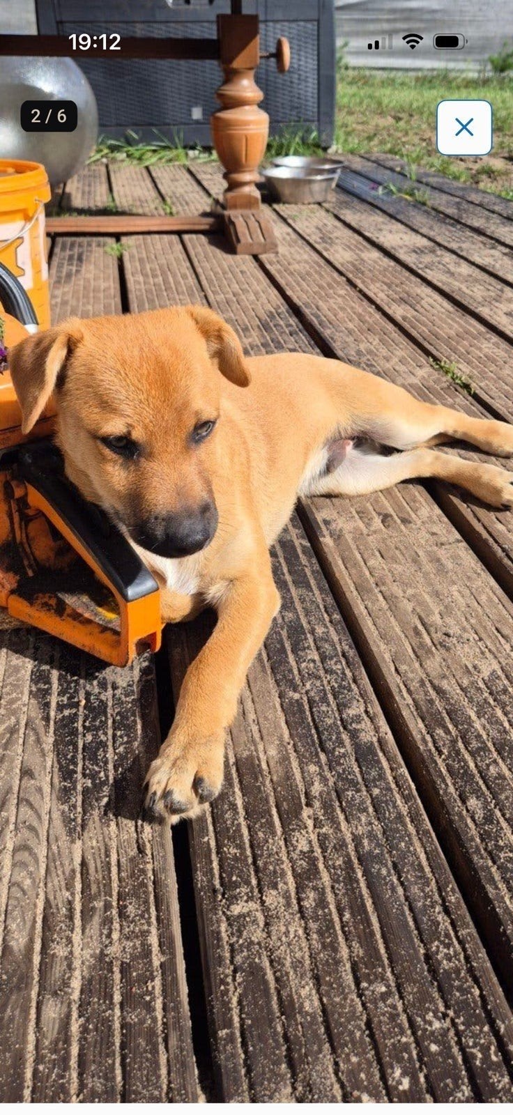 leuke pup , reu, Dieren en Toebehoren, Particulier, Rabiës (hondsdolheid), 15 weken tot 1 jaar, Reu