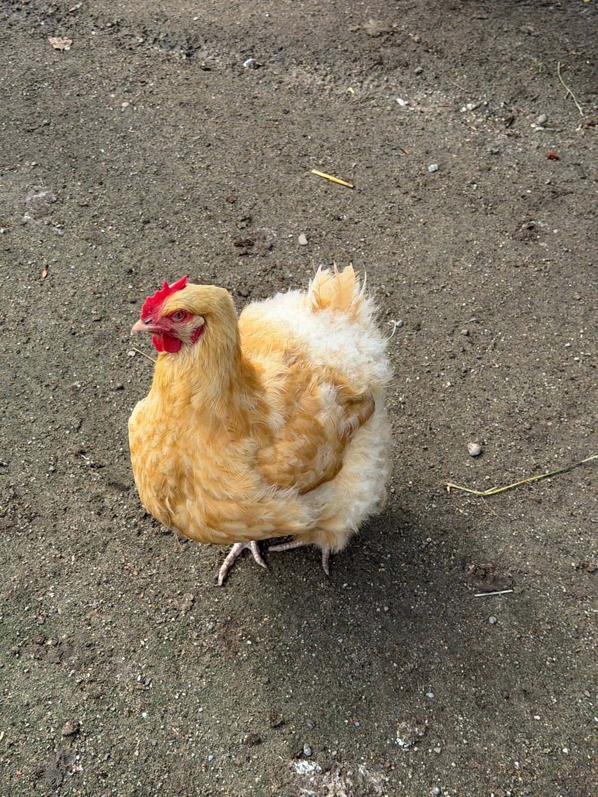 Orpington Buff hennen, Dieren en Toebehoren, Meerdere dieren, Kip