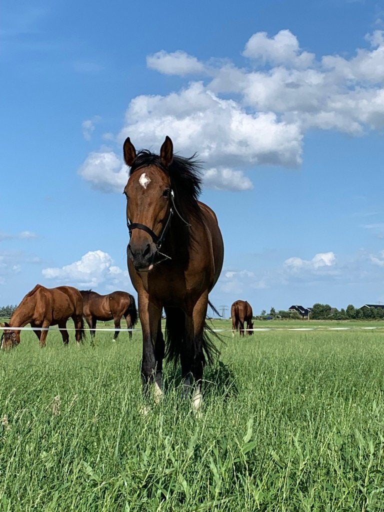 Pensioenstal-rusthuis plek voor 1 merrie., Dieren en Toebehoren, Stalling en Weidegang, Weidegang, 1 paard of pony