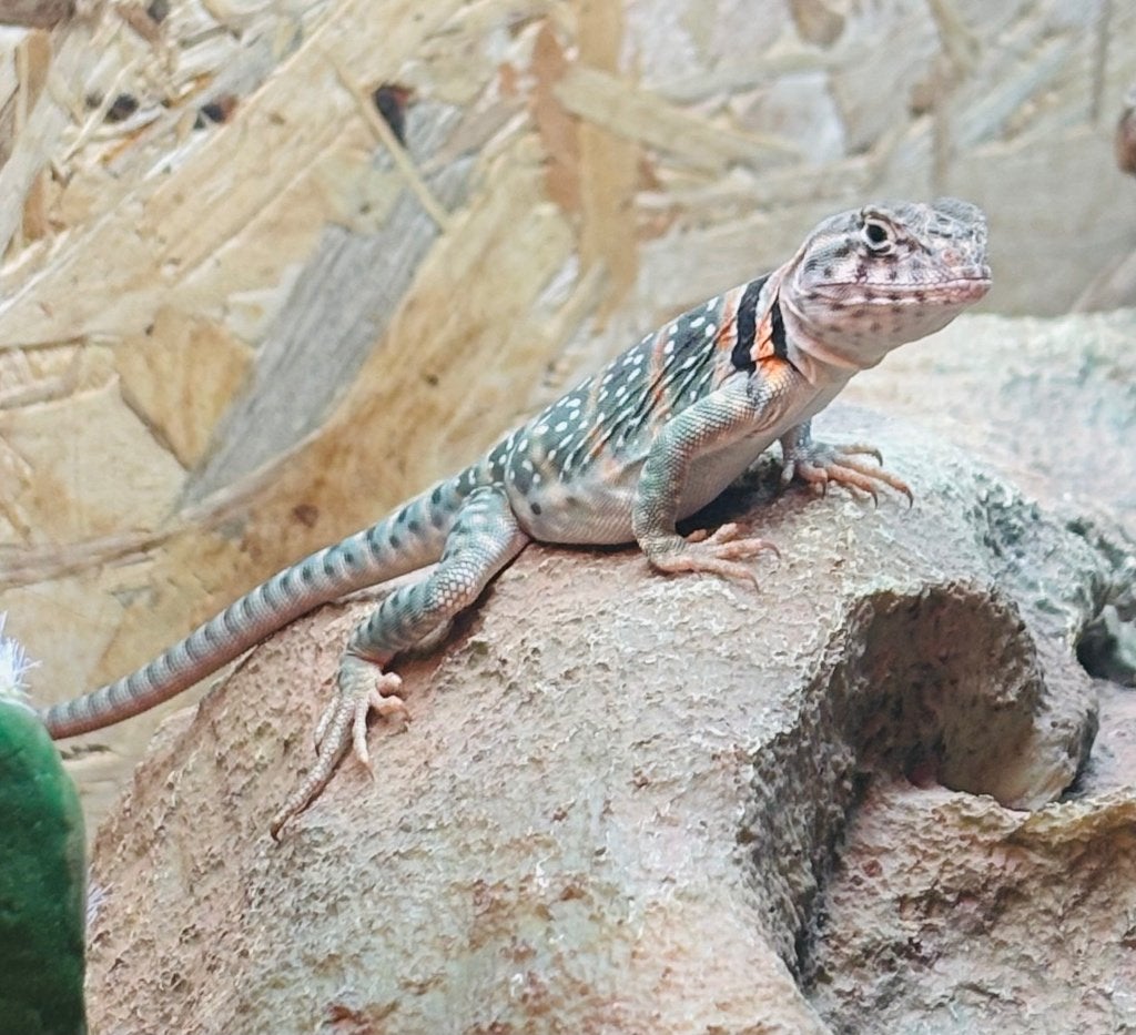 Halsbandleguaan (Crotaphytus collaris)  wichita mountains, Dieren en Toebehoren, Reptielen en Amfibieën, Hagedis, 0 tot 2 jaar