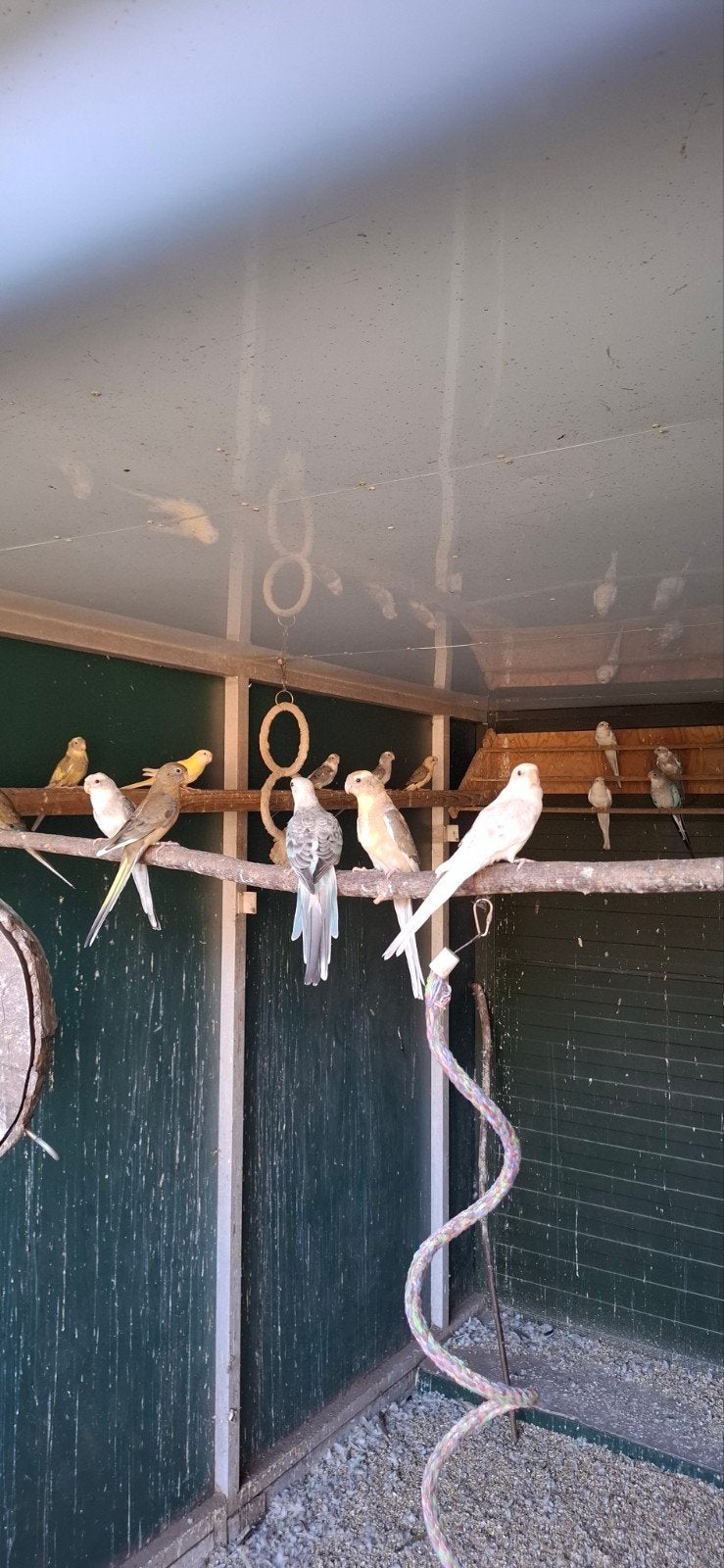 Roodruggen te koop, Dieren en Toebehoren, Vogels | Parkieten en Papegaaien, Meerdere dieren, Parkiet, Geringd