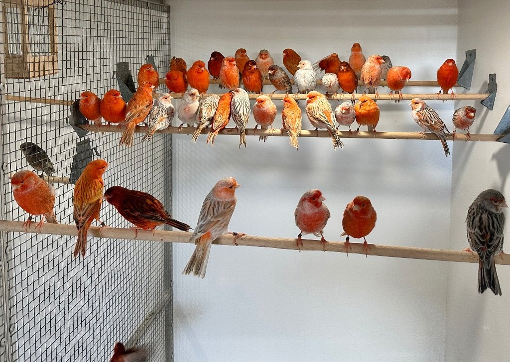 Rood agaat kanaries, Dieren en Toebehoren, Meerdere dieren, Kleurkanarie