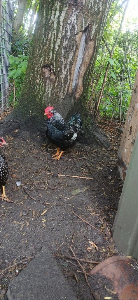 Haan Barnevelder kriel, Dieren en Toebehoren, Pluimvee, Mannelijk, Kip