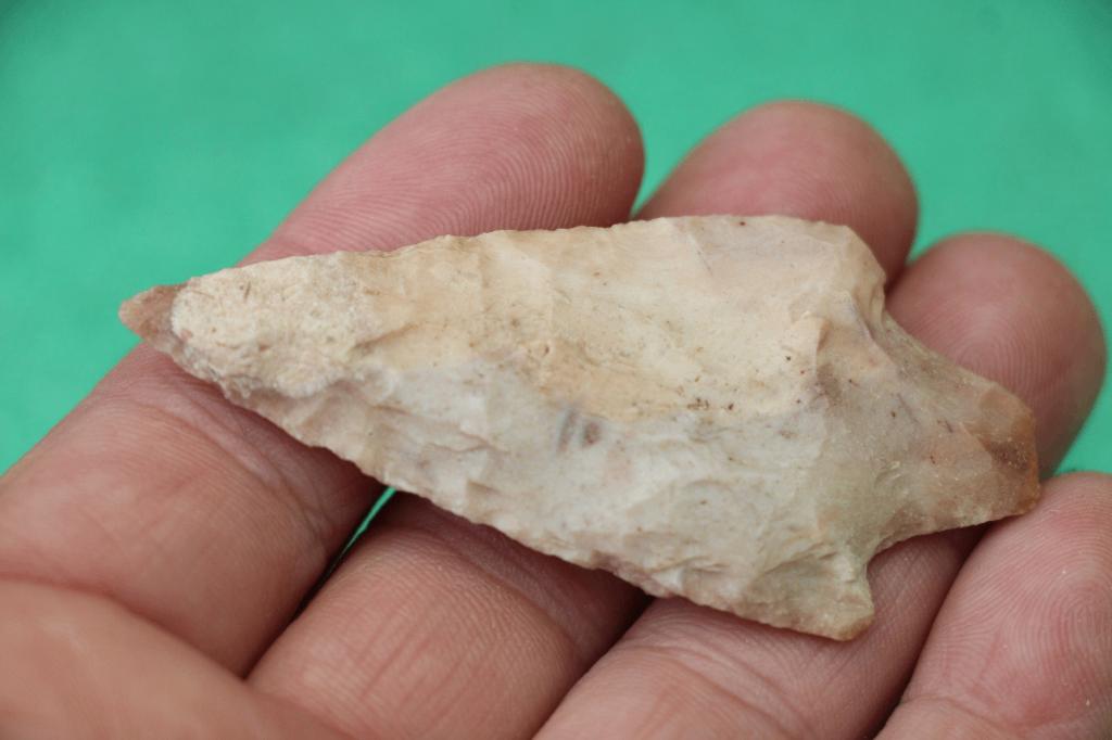 Speerpunt, Ophalen of Verzenden, Fossiel