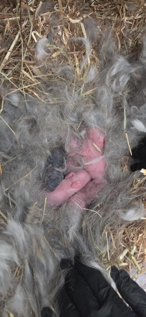 Baby konijntjes, Dieren en Toebehoren, Konijnen, Geslacht onbekend, Middelgroot, Hangoor, 0 tot 2 jaar