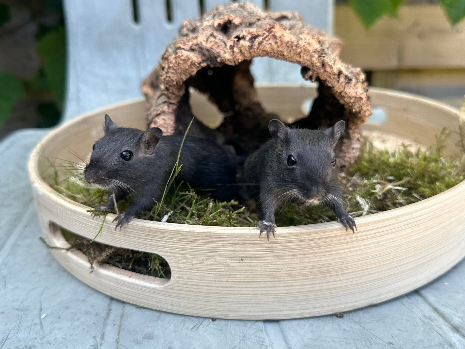 Schattige gerbils te koop! (Vrouwelijk), Juni, Vrouwelijk, Overige typen, Tam
