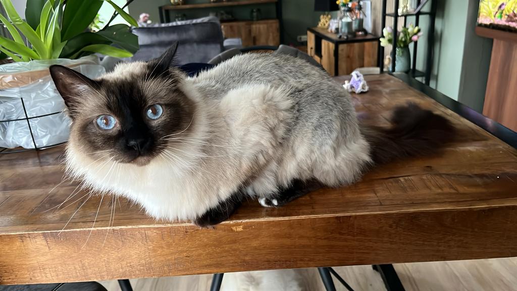 Ragdoll, Dieren en Toebehoren, Katten en Kittens | Raskatten | Langhaar, Meerdere dieren, Gechipt, 6 jaar of ouder