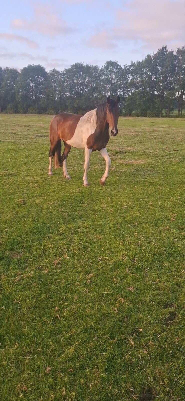 3 jarige bonte merrie, Merrie, Dressuurpaard, 3 tot 6 jaar, Gechipt