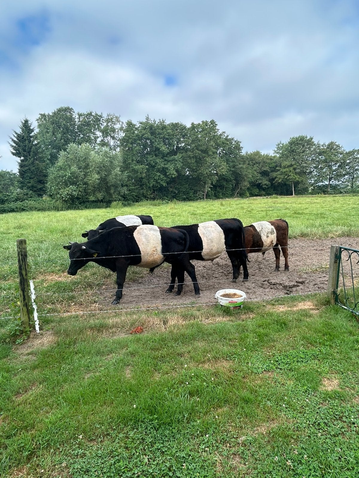 Te koop, Dieren en Toebehoren, Runderen, Mannelijk