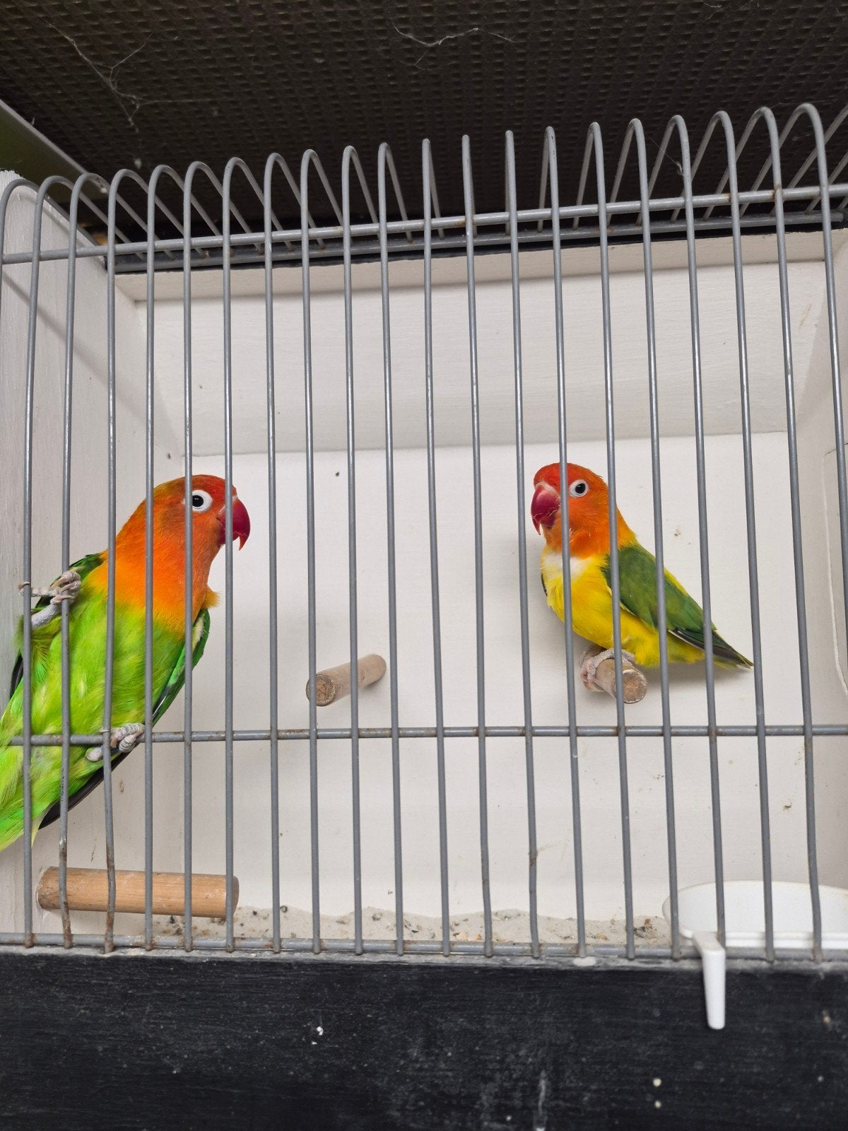 kweek koppel agapornis, Dieren en Toebehoren, Meerdere dieren, Dwergpapegaai of Agapornis, Geringd