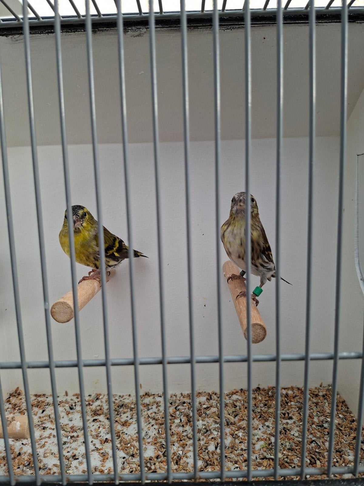 Europese sijsjes, Meerdere dieren, Wildzangvogel, Geringd
