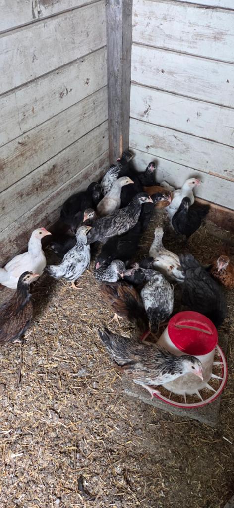 Kuikens hennen en hanen, Dieren en Toebehoren, Pluimvee, Meerdere dieren, Kip