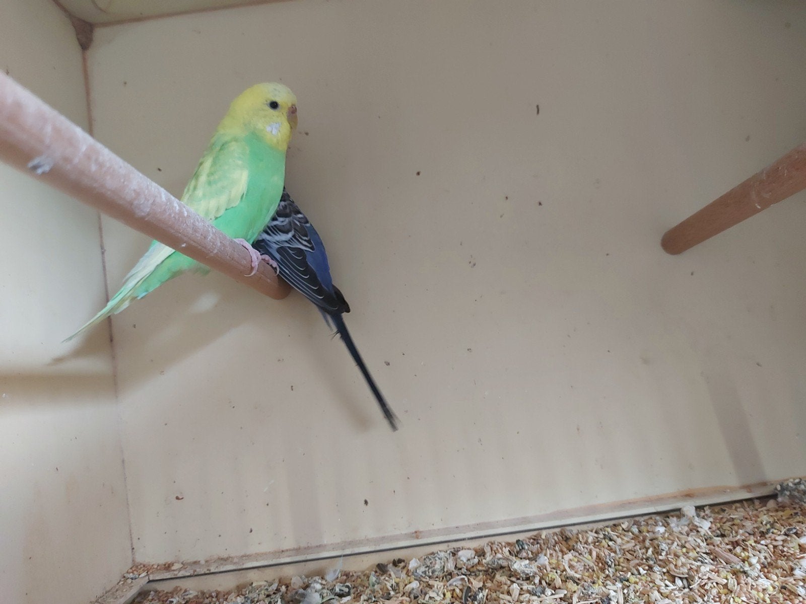 Koppel grasparkietjes, Dieren en Toebehoren, Vogels | Parkieten en Papegaaien, Meerdere dieren, Parkiet, Geringd