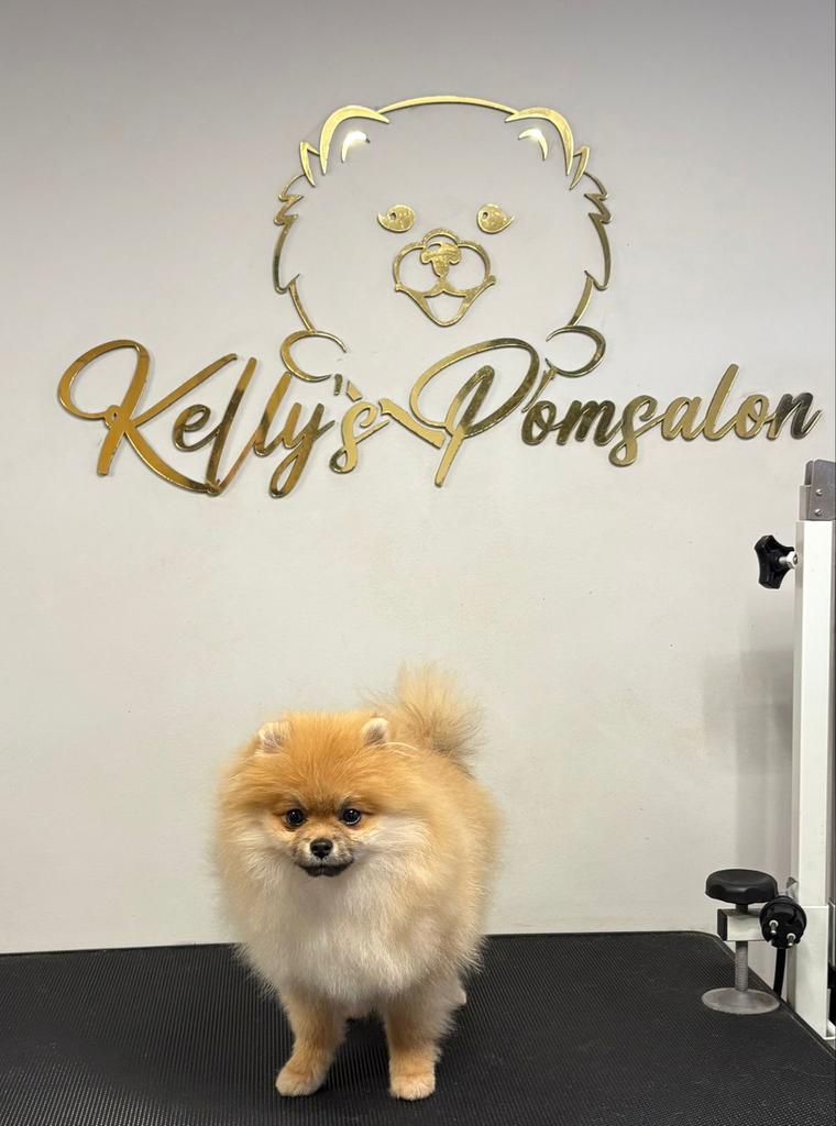 Pomperiaan pup, Particulier, 15 weken tot 1 jaar, Reu, Buitenland
