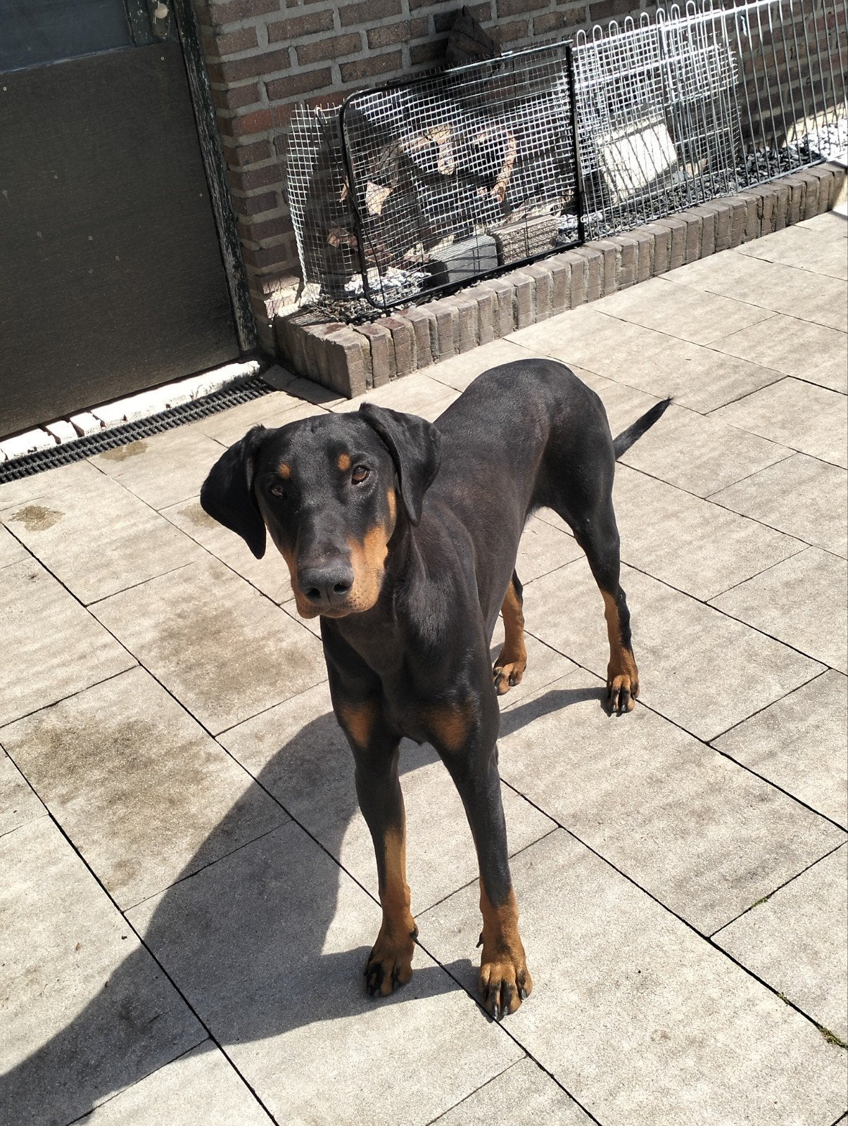 Dobermann dekreu. NIET TE KOOP., Rabiës (hondsdolheid), Reu, 1 tot 2 jaar, Meerdere