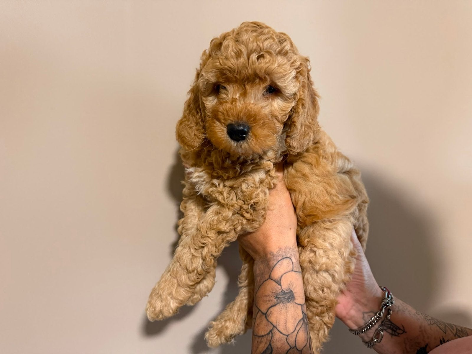 Mini labradoodle pups mogen nest verlaten, Dieren en Toebehoren, Parvo, 8 tot 15 weken, Meerdere, Meerdere dieren