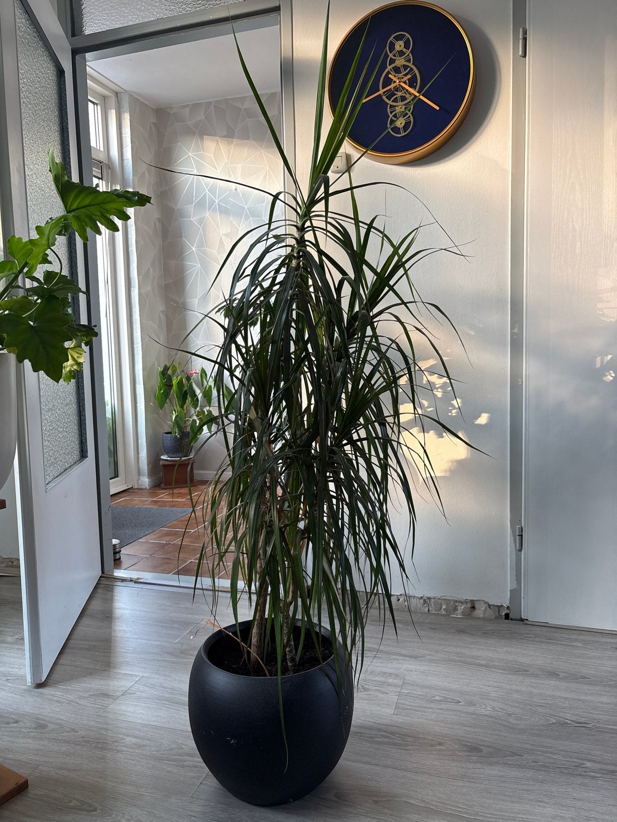 Grote Dracaena kamerplant, Ophalen, Overige soorten, Halfschaduw, In pot