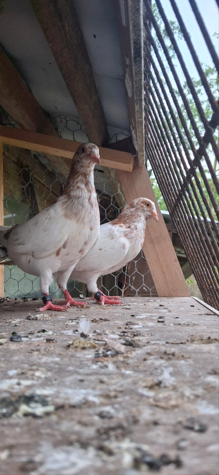 Hoogvliegers, Dieren en Toebehoren, Mannelijk