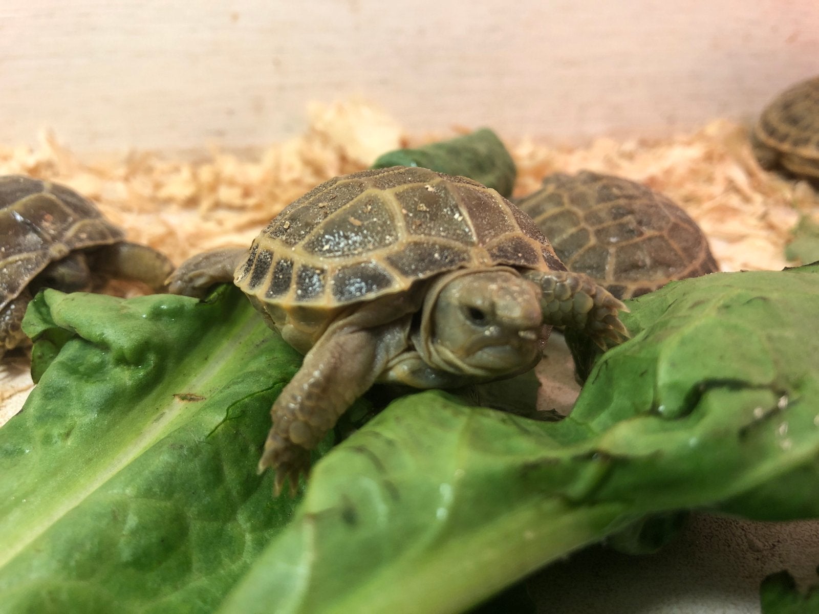 Landschildpad Vierteen (Agrinemys horsfieldi), Schildpad, Tam, 0 tot 2 jaar