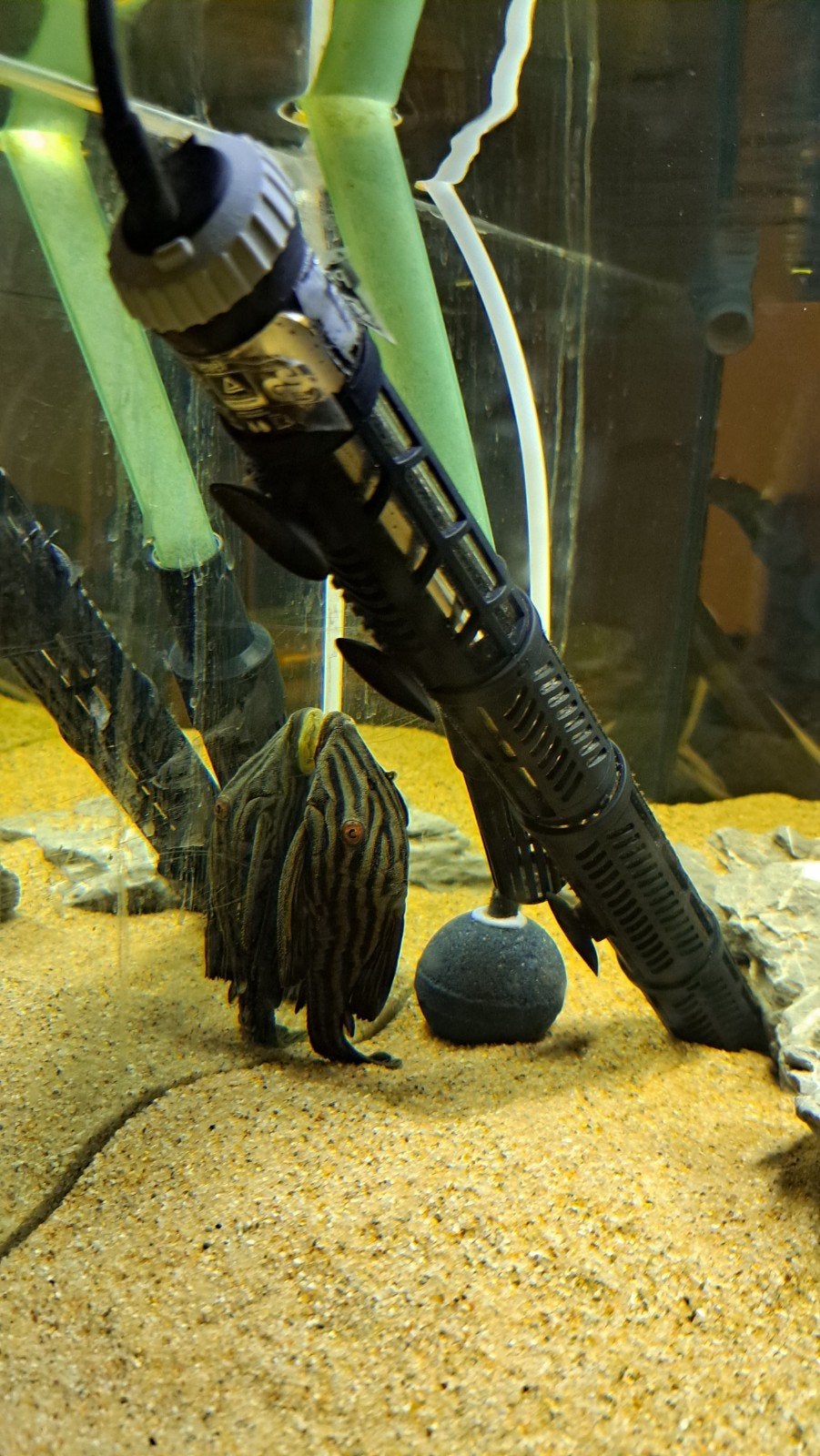 Panaque nigrolineatus / Royal Pleco L190, Dieren en Toebehoren, Vis, Zoetwatervis