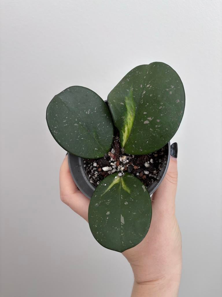 Hoya Obovata Variegata, Ophalen of Verzenden, Halfschaduw, Minder dan 100 cm