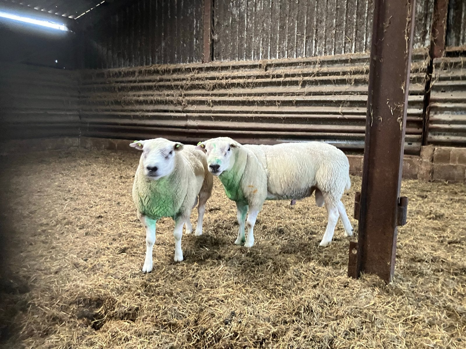 Dekrammen Engels Texelaar met beetje Swifter bloed, Dieren en Toebehoren, Schapen, Geiten en Varkens, Mannelijk, Schaap, 3 tot 5 jaar