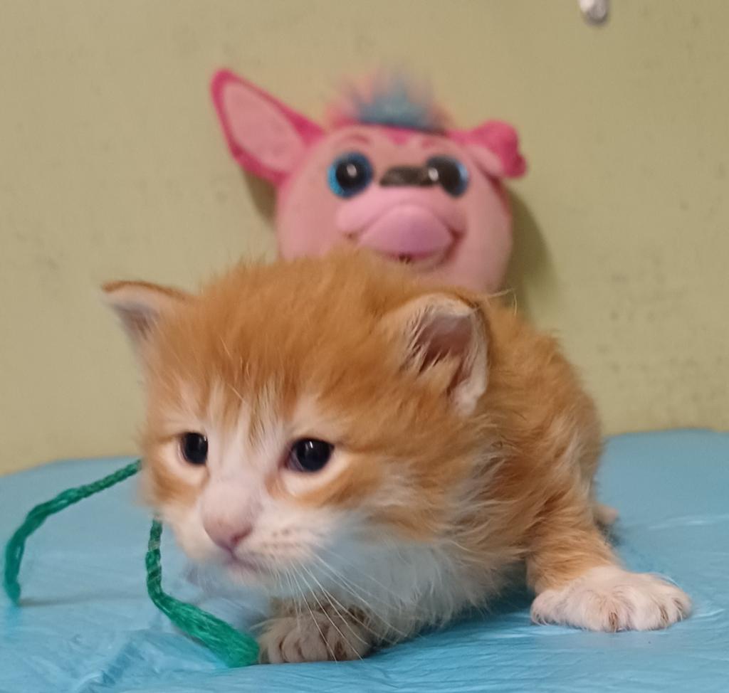 Nairobi haar kittens 4 stuks met stamboom, Meerdere dieren