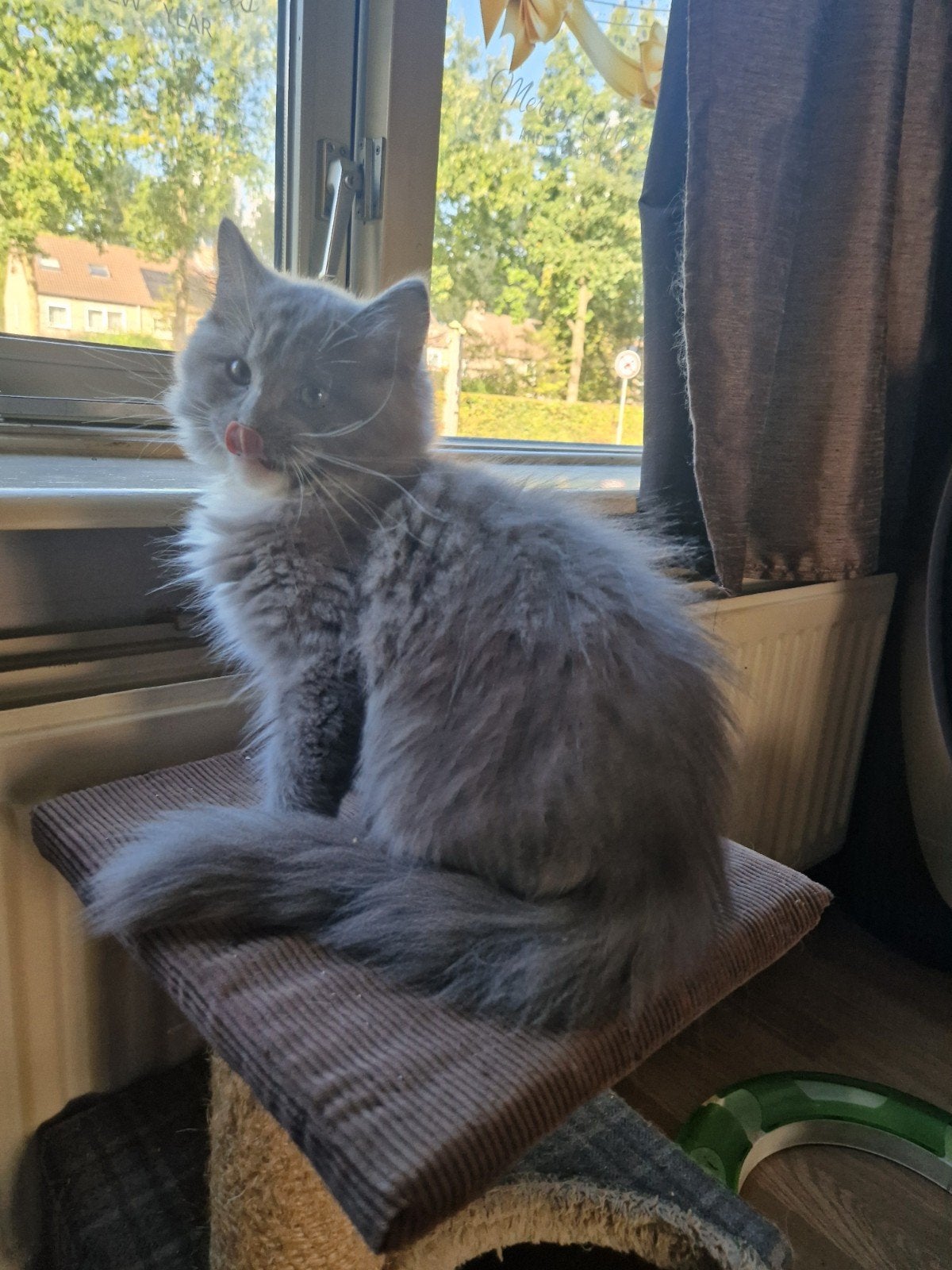 ragdoll kittens mogen direct mee, stamboom &  geteste  ouder, Meerdere dieren, Met stamboom, 0 tot 2 jaar