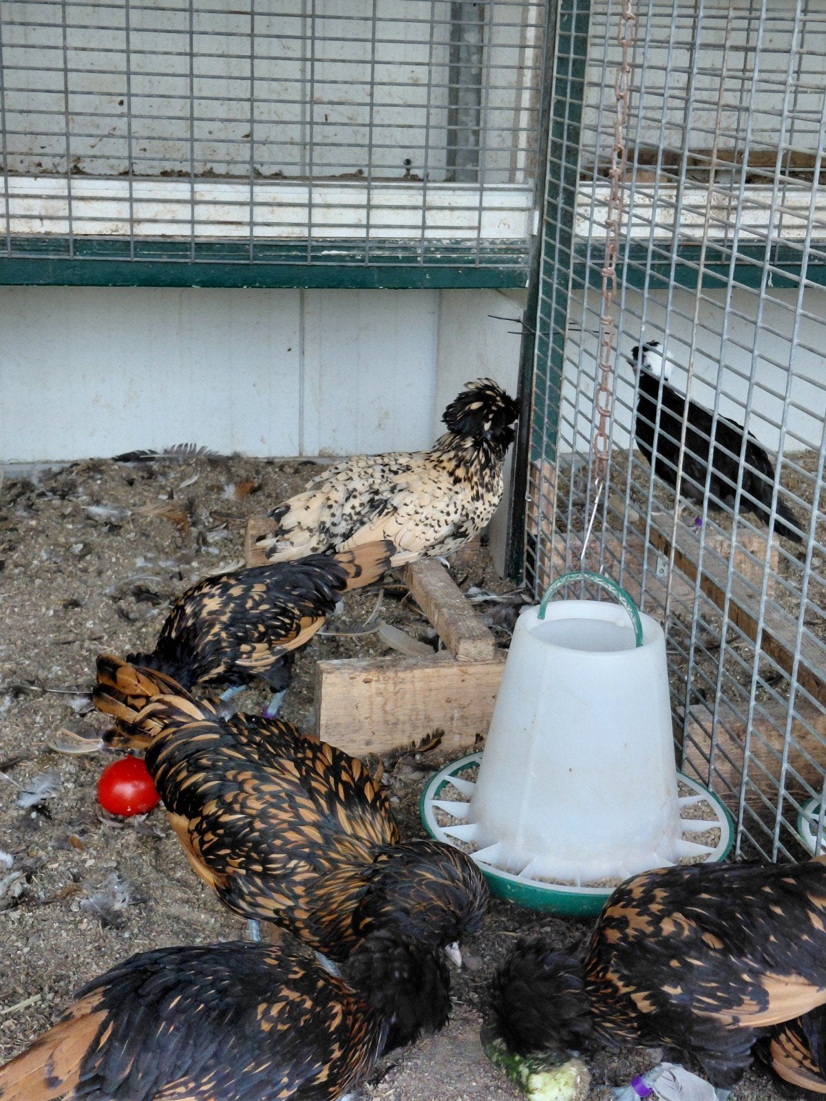 Hennetjes Baardkuifhoen 2026, Dieren en Toebehoren, Pluimvee, Vrouwelijk, Kip