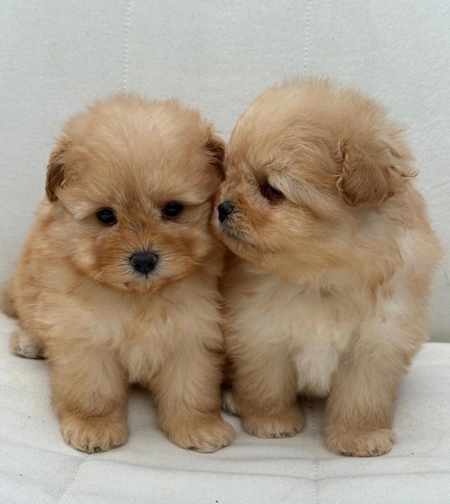 Pomapoo pups - Pomeranian x Poedel mix, Poedel, 8 tot 15 weken, Buitenland, Parvo