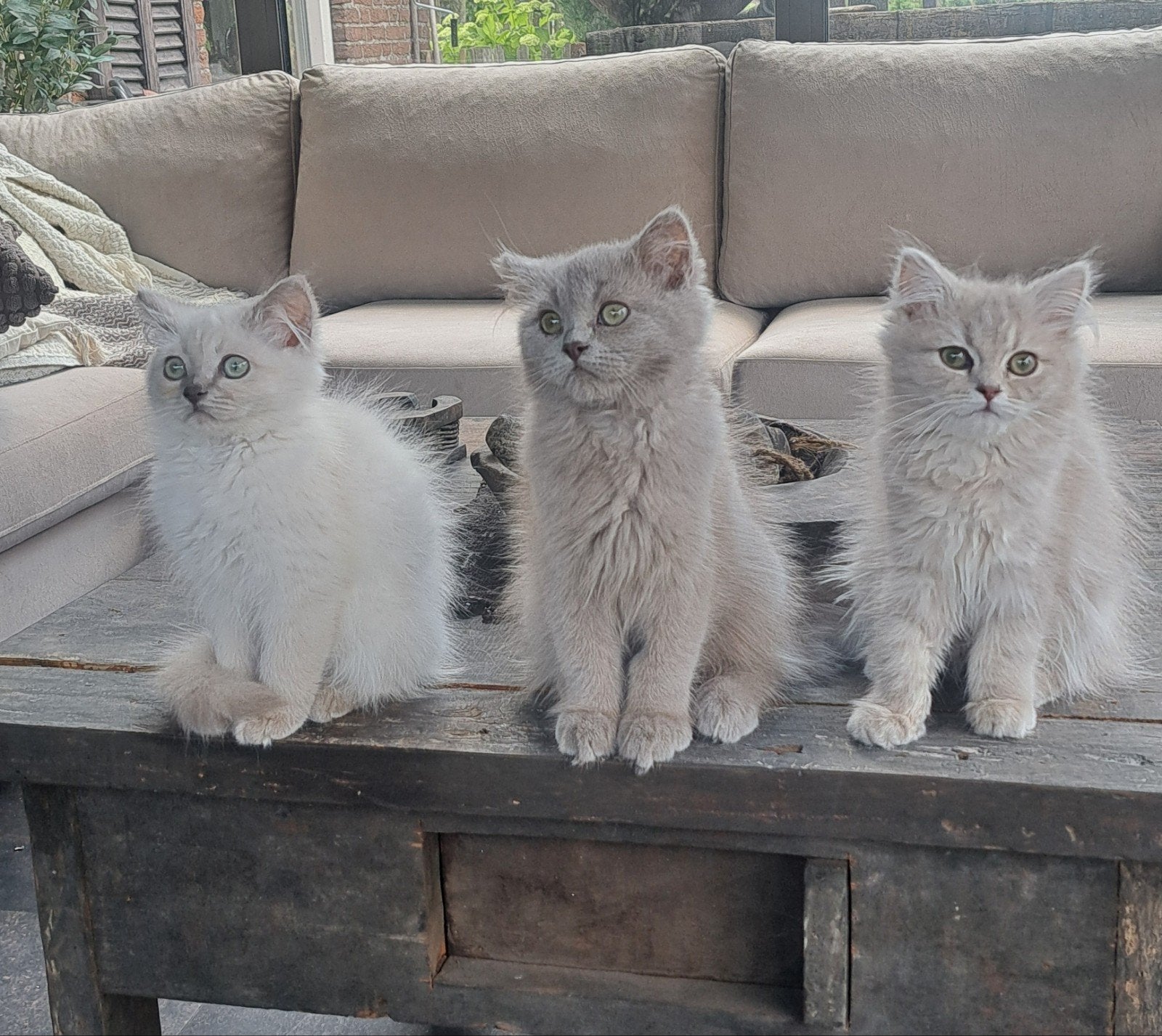 ⭐⭐Lilac  Ragdoll/Cherubim kittens met stamboom, Dieren en Toebehoren, Katten en Kittens | Raskatten | Langhaar, Meerdere dieren