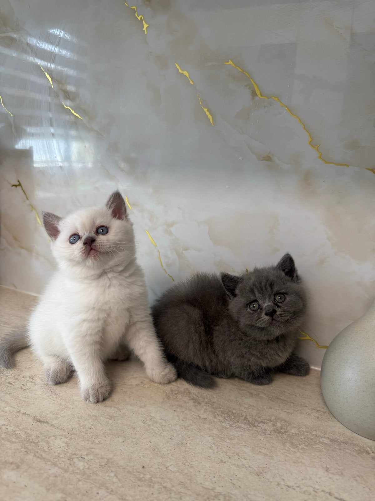 2 Brits korthaar kittens beschikbaar, Dieren en Toebehoren, Katten en Kittens | Overige Katten, Meerdere dieren