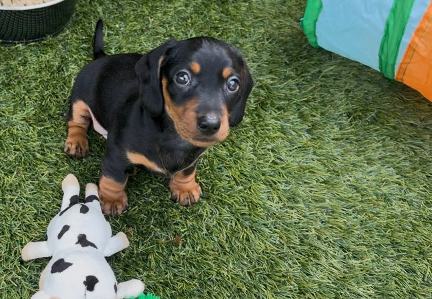 Schattige dwergteckel pup zoekt gezin, dwerg x kaninchen, Parvo, 8 tot 15 weken, Korthaar, Dwerg