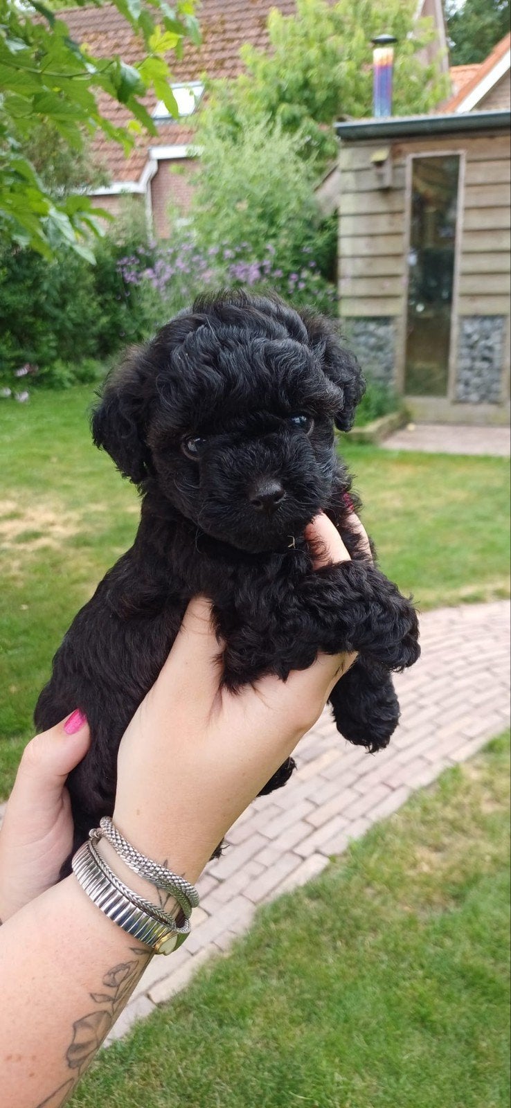 Toy poedel pups - 1 reutje & 1 teefje, Dieren en Toebehoren, Poedel, 8 tot 15 weken, Meerdere, Meerdere dieren