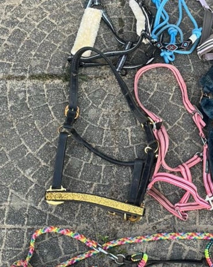 Ontzettend leuke halster, Dieren en Toebehoren, Paarden en Pony's | Hoofdstellen en Tuigage, Ophalen of Verzenden, Zo goed als nieuw