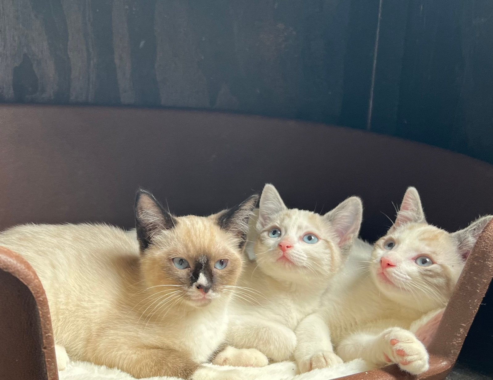 Prachtige kruising siamees kittens, Dieren en Toebehoren, Katten en Kittens | Raskatten | Korthaar, Meerdere dieren, 0 tot 2 jaar