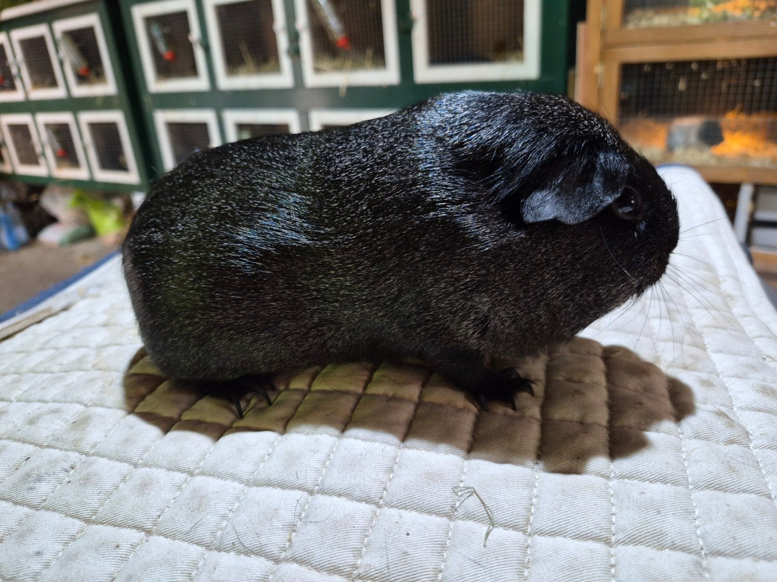 trio solid zilveragouti gladhaar, Dieren en Toebehoren, Maart, Meerdere dieren, Cavia