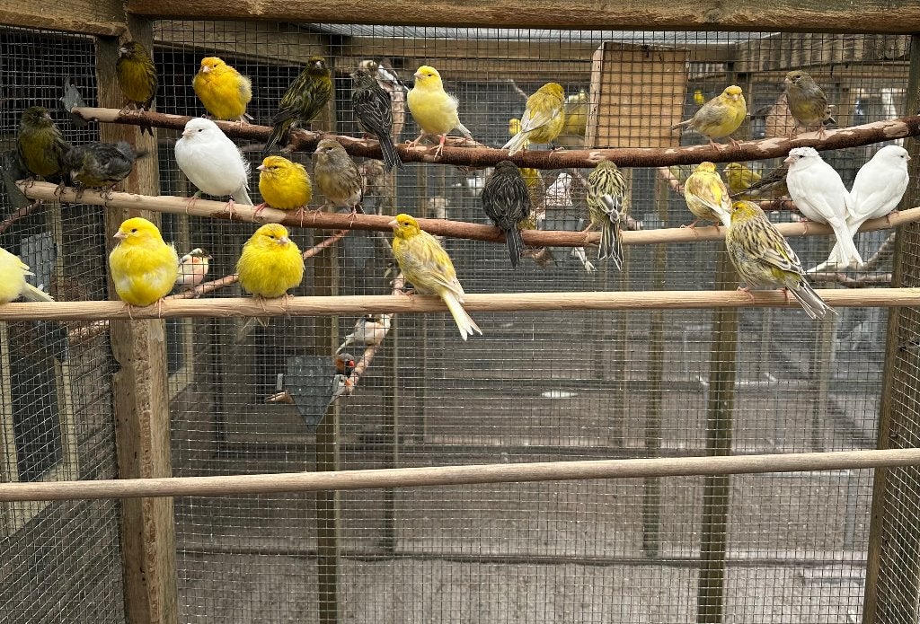 Kanaries verschillende kleuren, Dieren en Toebehoren, Vogels | Kanaries, Meerdere dieren, Kleurkanarie