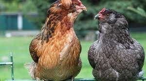 Araucana kippen., Vrouwelijk, Kip