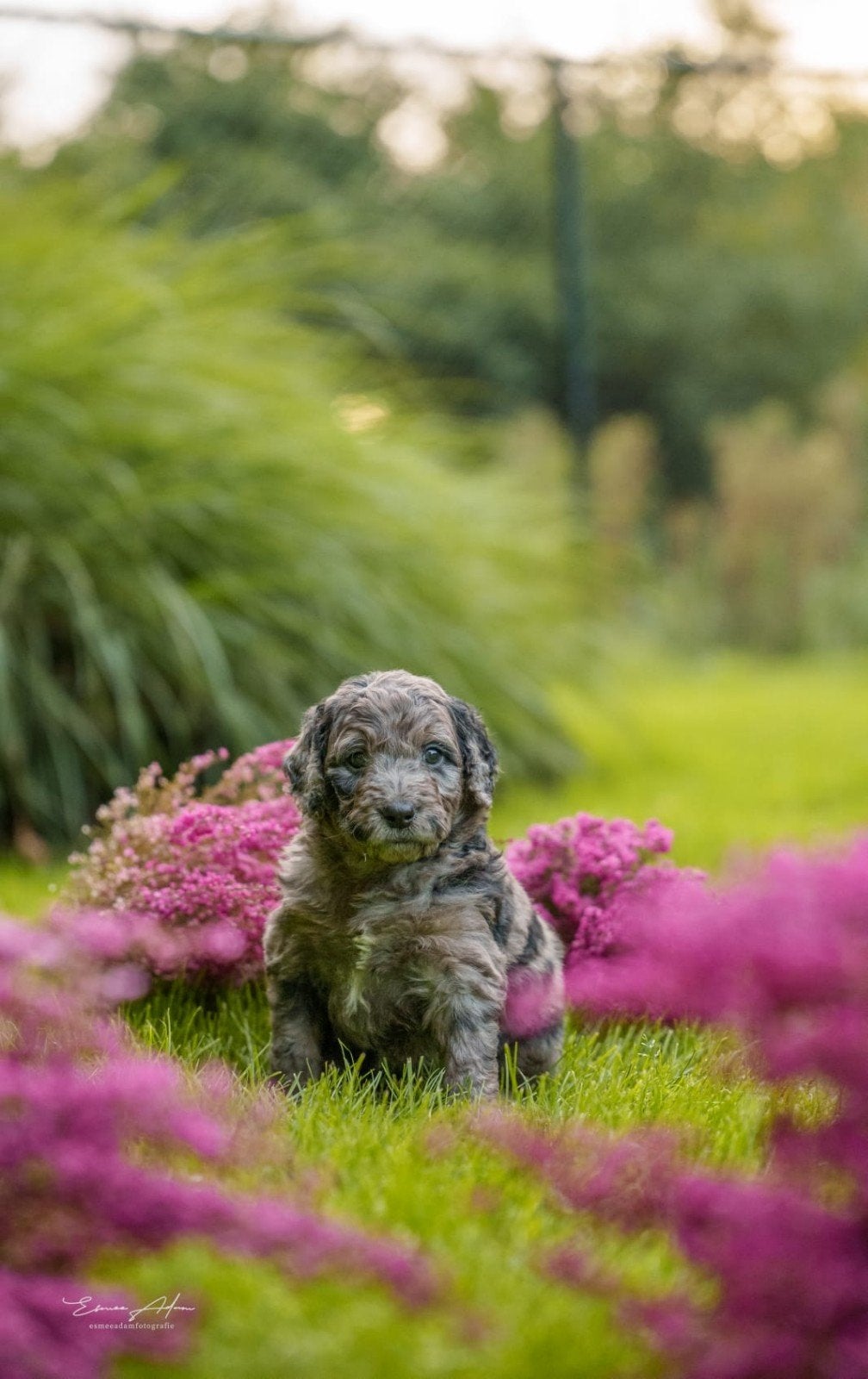 Medium Bernedoodle pups – verschillende lieve karakters, Dieren en Toebehoren, Overige rassen, CDV (hondenziekte), 8 tot 15 weken