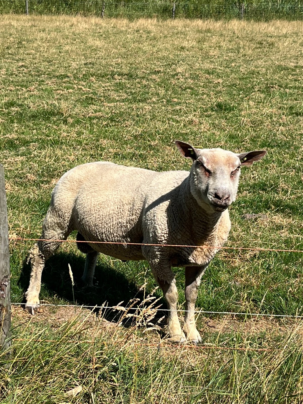 Charolais dekbok te koop, Mannelijk, Schaap, 0 tot 2 jaar