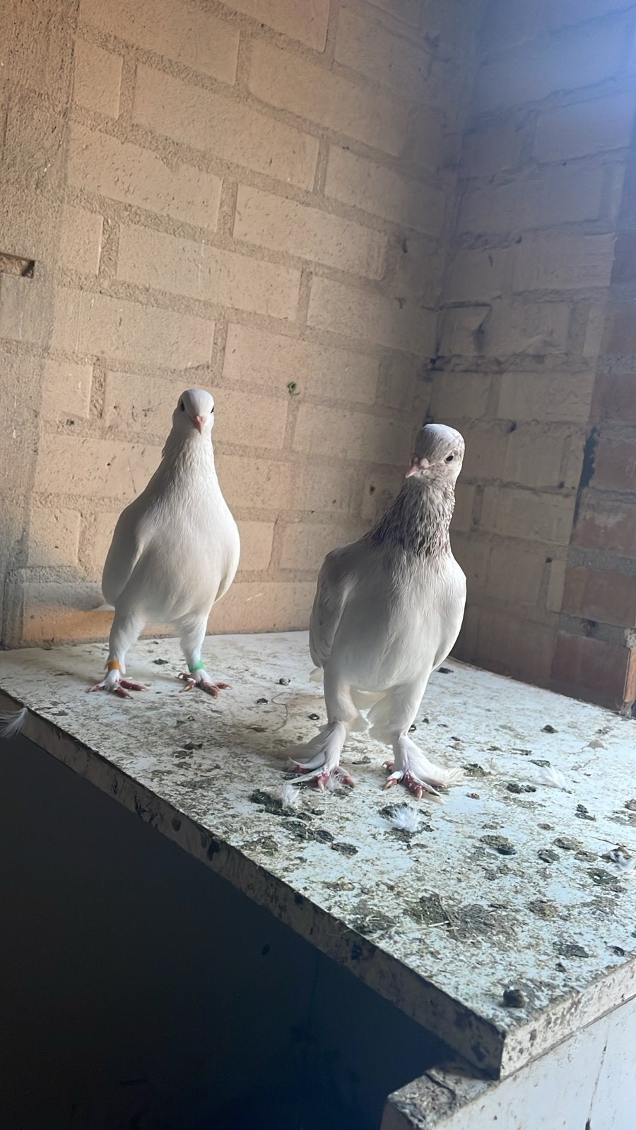 Koppel, Dieren en Toebehoren, Meerdere dieren, Tuimelaar of Roller