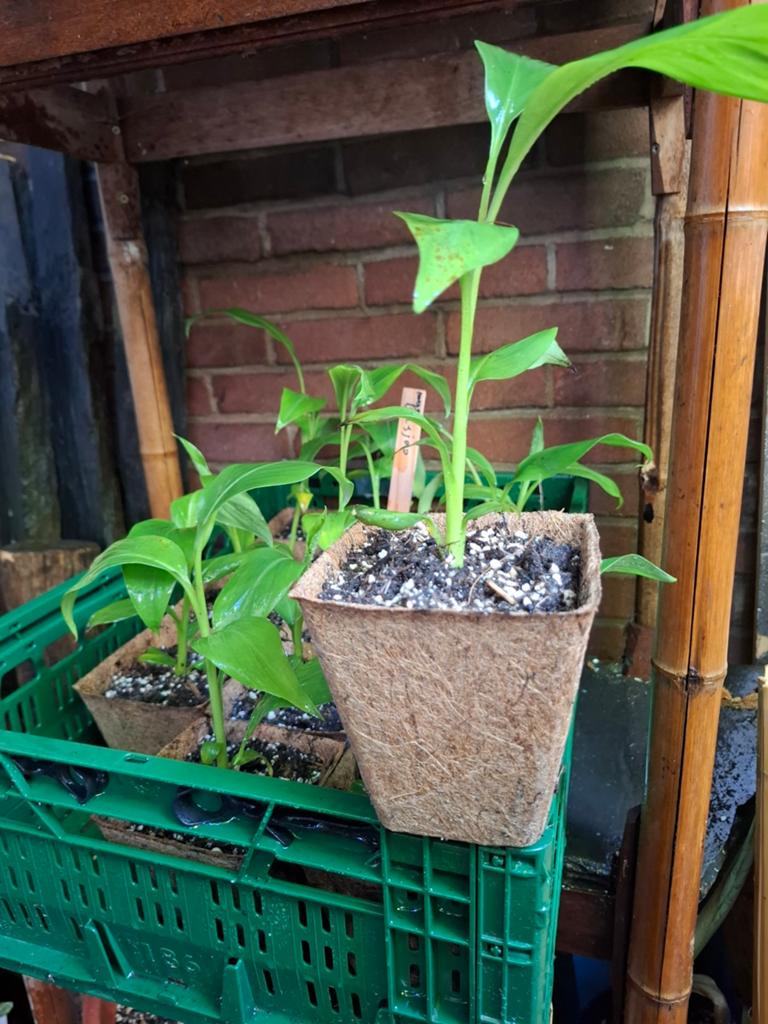 Winterharde tuinbanaan., Tuin en Terras, Planten | Tuinplanten, Ophalen of Verzenden, Overige soorten, Volle zon