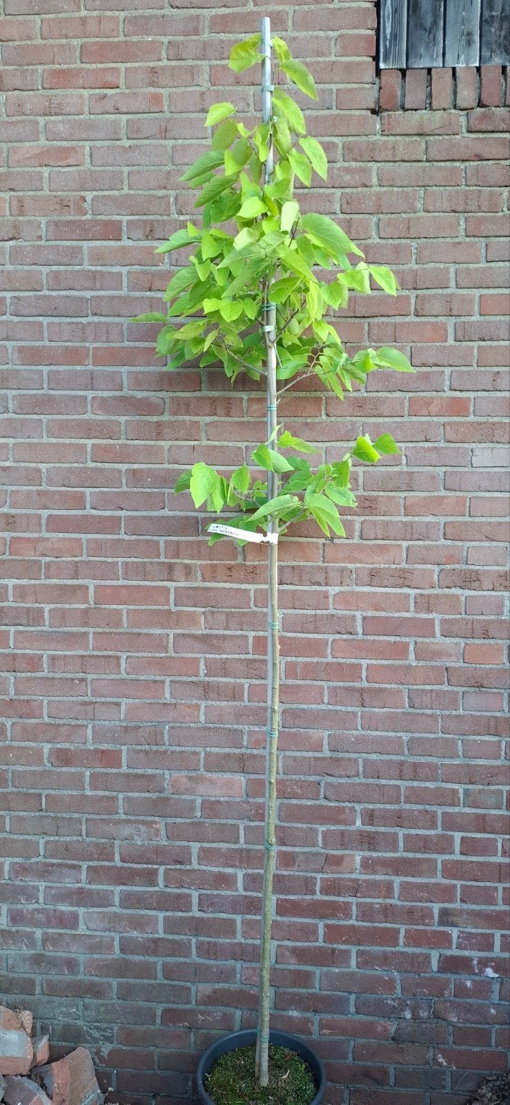Celtis occidentallis, zwepenboom, Ophalen, Volle zon, Overige soorten