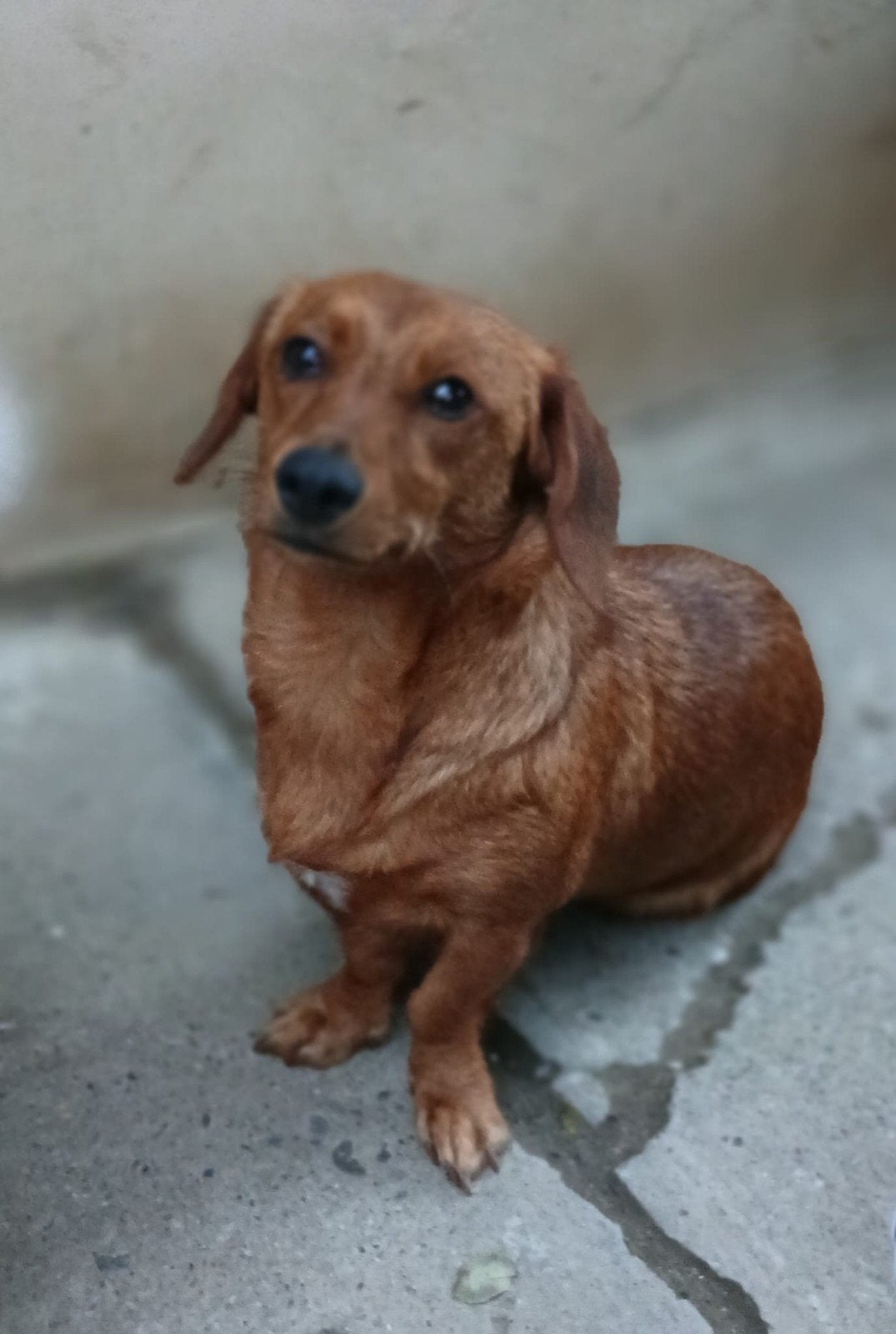 Lucy zoekt baasje, Dieren en Toebehoren, Standaard, Particulier, 1 tot 2 jaar, Teef