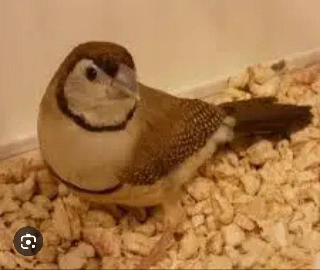 koppel bichenow astrilde, Dieren en Toebehoren, Meerdere dieren