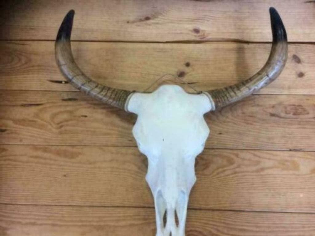 Foto 22 van Buffelschedels , Skulls , Longhorn , hoorns , bison schedels