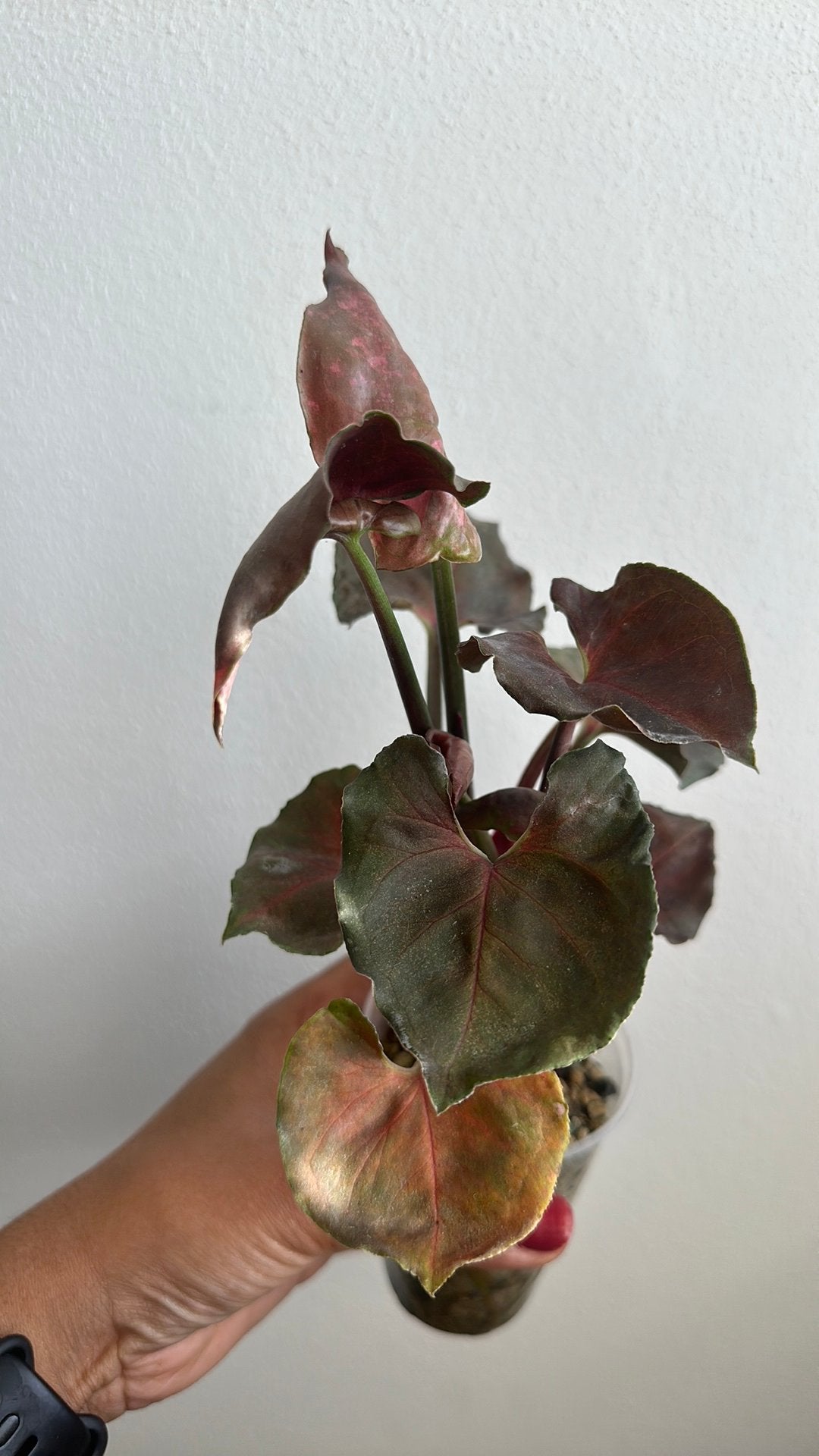 Syngonium Strawberry ice galaxy, Ophalen of Verzenden, Halfschaduw, Minder dan 100 cm